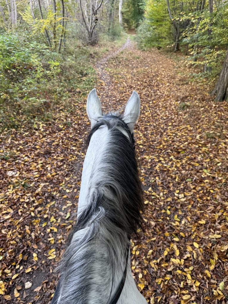 Promenade à cheval en forêt de Chantilly à l'automne, sur un sentier couvert de feuilles mortes, vue depuis le dos d'un cheval gris.