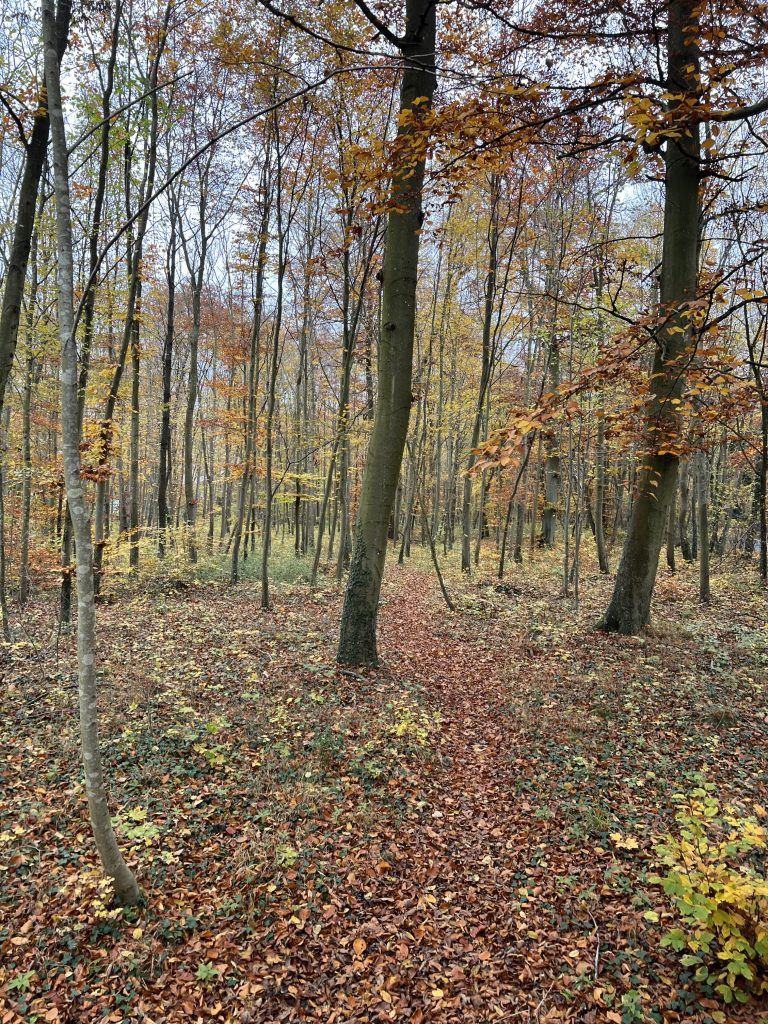 Forêt de Chantilly en automne : sous-bois aux feuillages dorés et orangés, tapis de feuilles mortes et lumière douce de novembre.